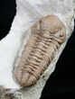 Kainops Trilobite - Black Cat Mountain #9388-1